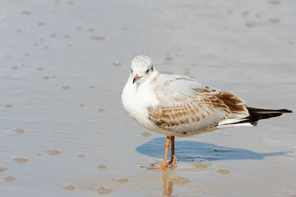 Een Selectieve Focus Shot Van Een Meeuw Een Mooi Strand Rechtenvrije Stockfoto's