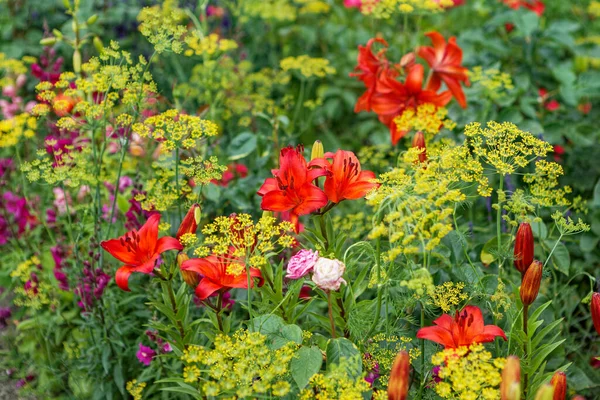 夏天花园里的花 免版税图库图片