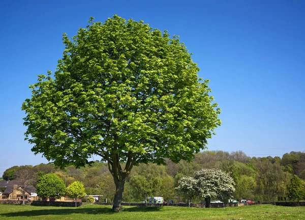 Parktaki yeşil ağaç — Stok fotoğraf