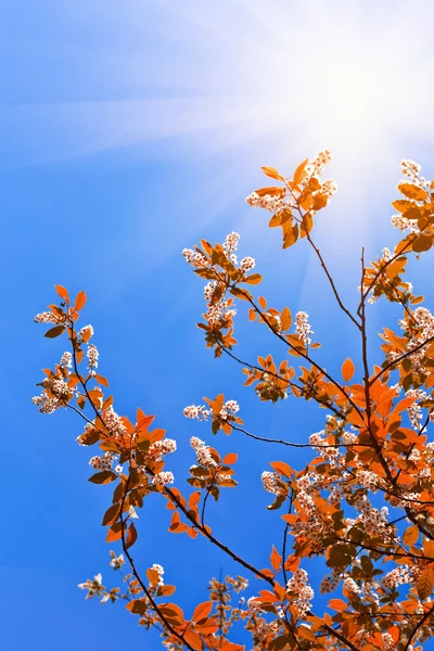 Träd lämnar på blå himmel — Stockfoto