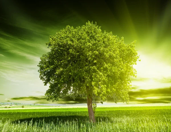 Zelený strom příroda — Stock fotografie