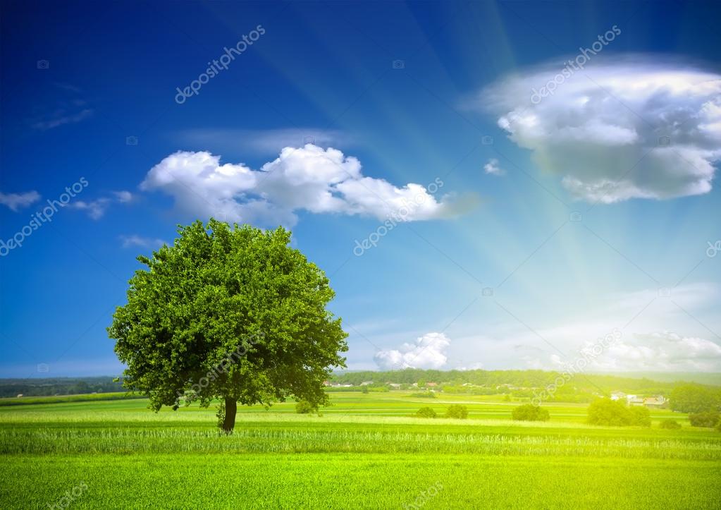 Green nature environment Stock Photo by ©WDGPhoto 60203351