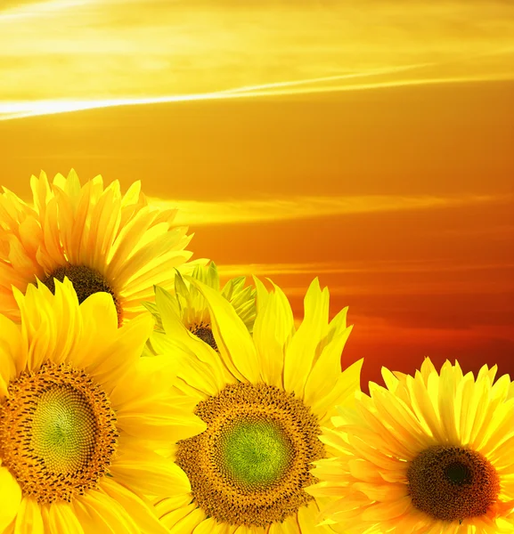 Coucher de soleil sur le champ de tournesols — Photo
