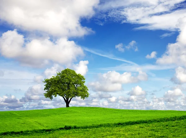 Naturaleza — Foto de Stock