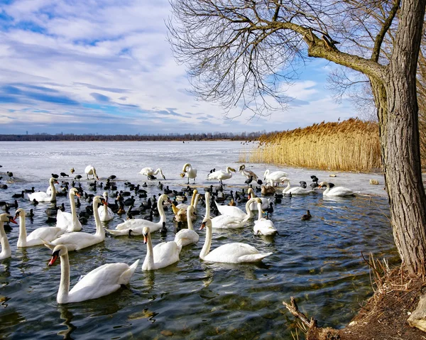 Lago dei cigni invernali — Foto Stock