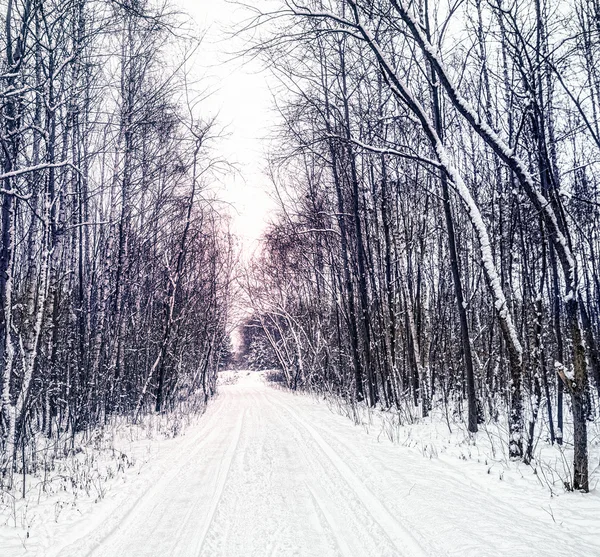 Téli táj erdő sikátor — Stock Fotó