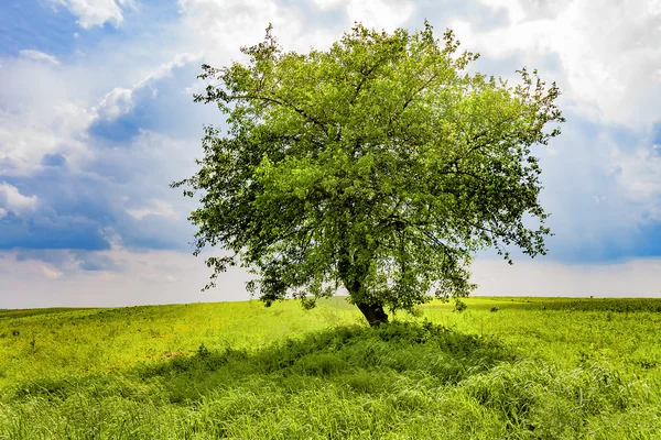 Yeşil çayır on ağacının — Stok fotoğraf