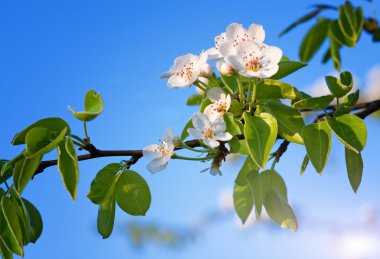 Mavi gökyüzü karşı elma çiçeği
