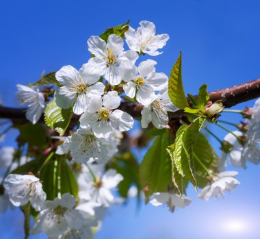 Bir bahar günü kiraz çiçekleri