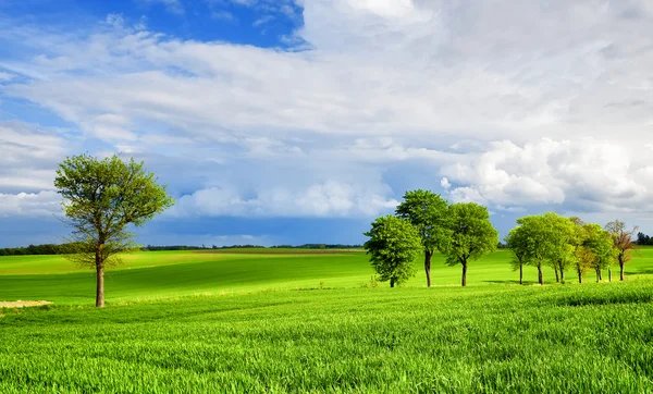 Verde paesaggio naturale — Foto Stock
