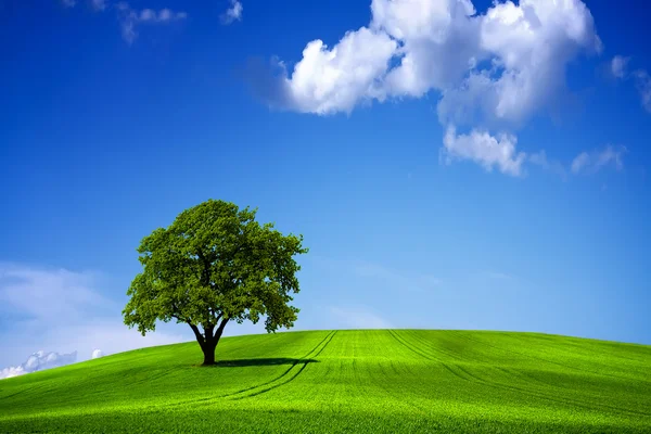 Zelená příroda krajina a modrá obloha — Stock fotografie