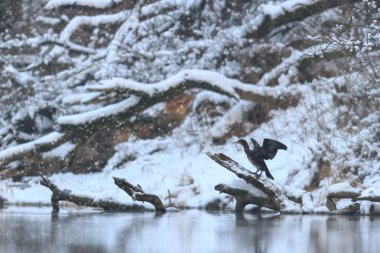 görüntü doğa serisi