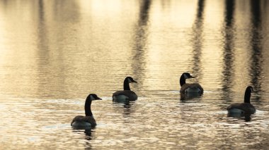 görüntü doğa serisi