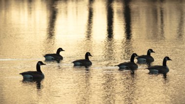 görüntü doğa serisi
