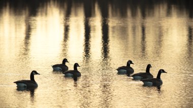 görüntü doğa serisi