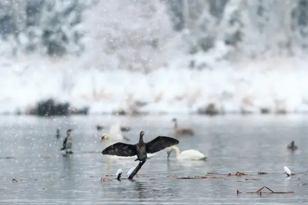 Immagine dalla serie natura — Foto Stock