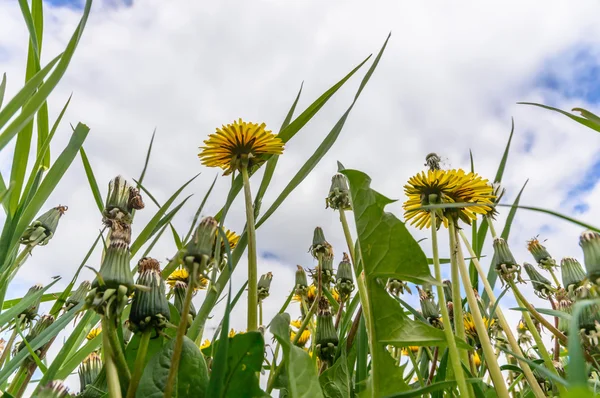 Bild aus der Natur-Serie — Stockfoto