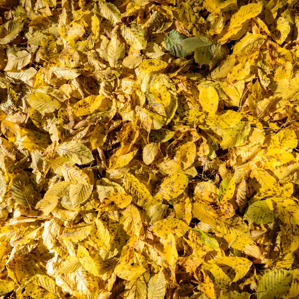 Bild från naturen-serien — Stockfoto