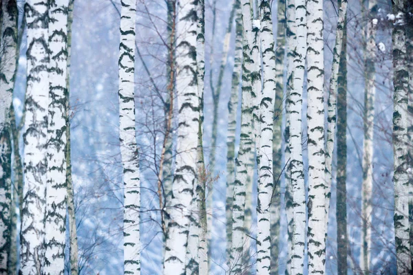 Obraz z serii natura — Zdjęcie stockowe