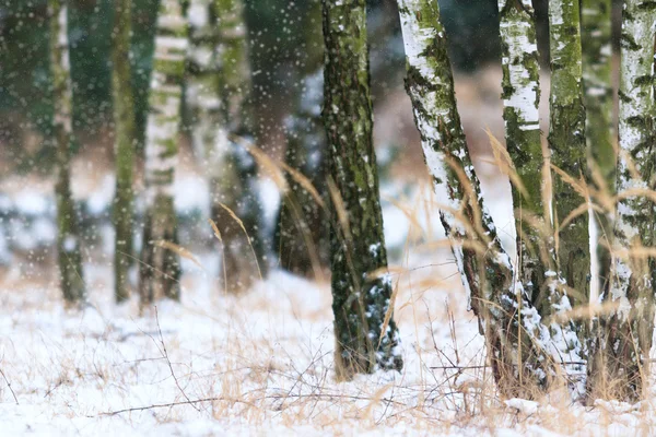 Obrázek ze série nature — Stock fotografie