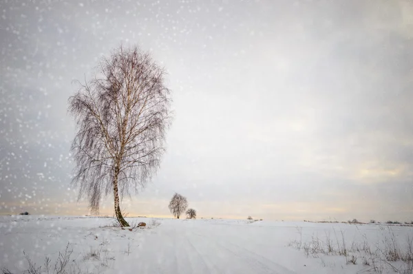 Bild aus der Natur-Serie — Stockfoto