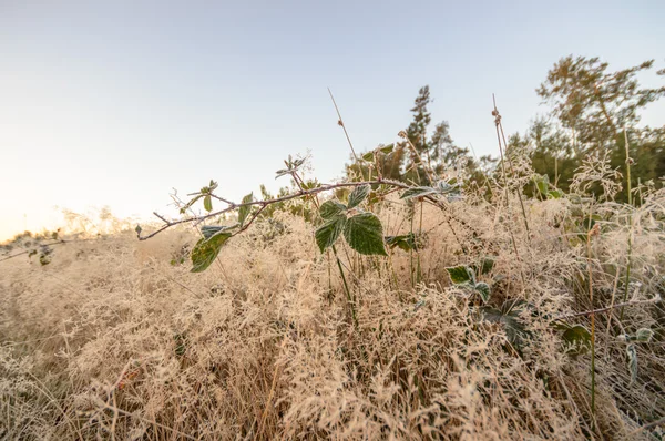 Immagine dalla serie natura — Foto Stock