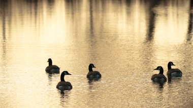 görüntü doğa serisi