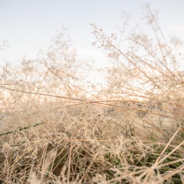 görüntü doğa serisi