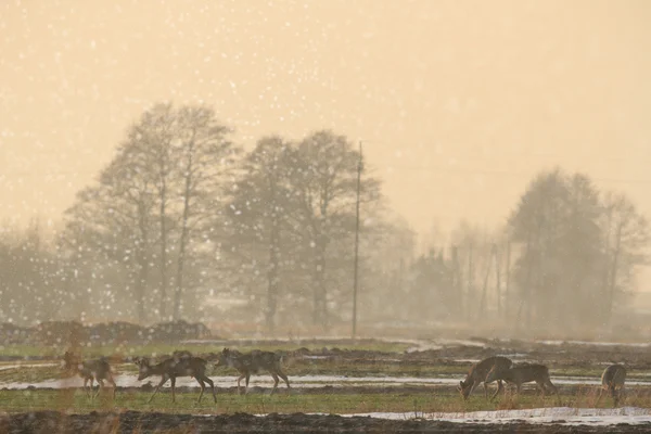 Bild från naturen-serien — Stockfoto