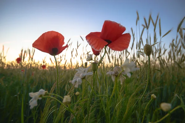 Beeld uit natuur-serie — Stockfoto