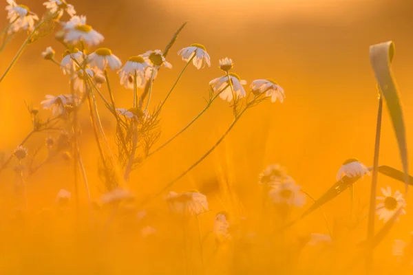 Bild från naturen-serien — Stockfoto