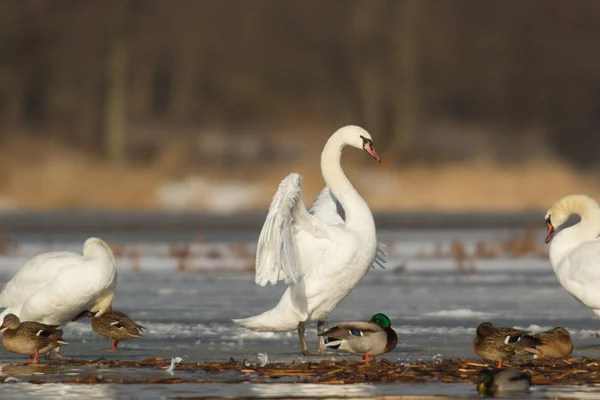 Obrázek ze série nature — Stock fotografie