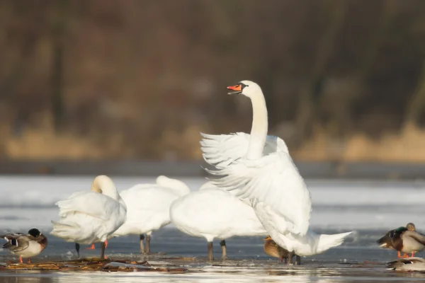 A természetvédelmi sorozat kép — Stock Fotó