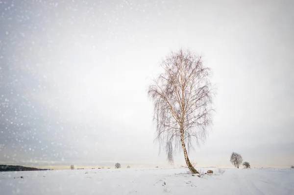 Obrázek ze série nature — Stock fotografie