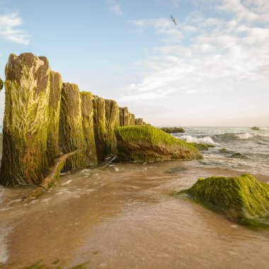 görüntü doğa serisi