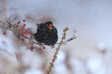 görüntü doğa serisi
