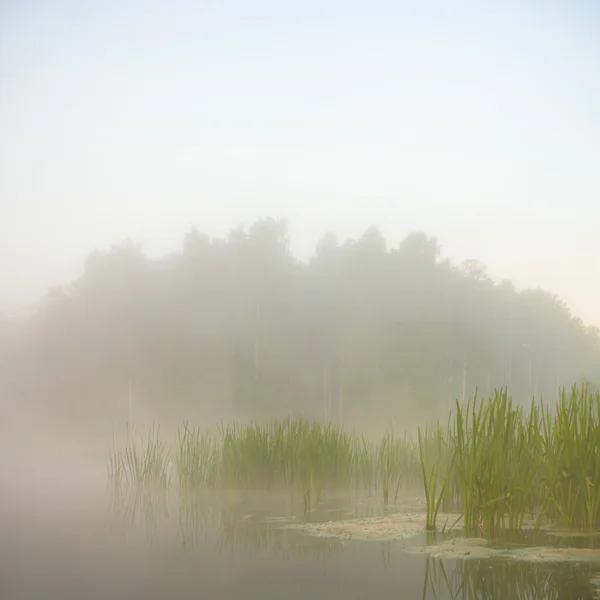 Image de la série nature — Photo