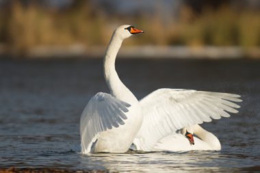 görüntü doğa serisi