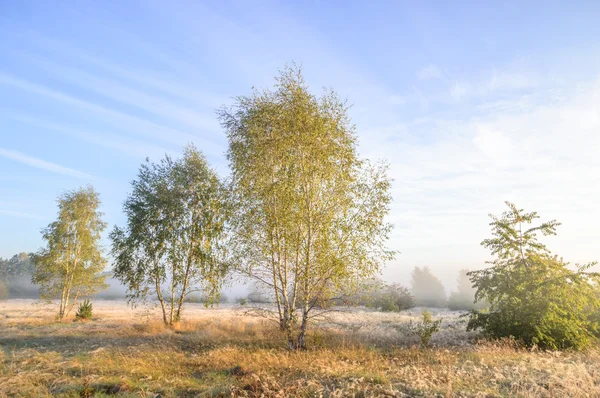 Obrázek ze série nature — Stock fotografie