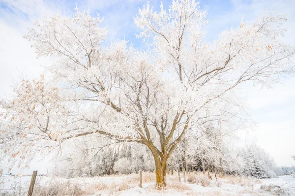 Beeld uit natuur-serie — Stockfoto