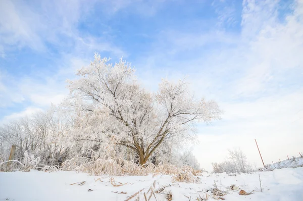 Immagine dalla serie natura — Foto Stock