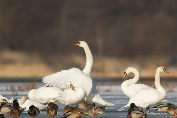 Bild aus der Natur-Serie — Stockfoto