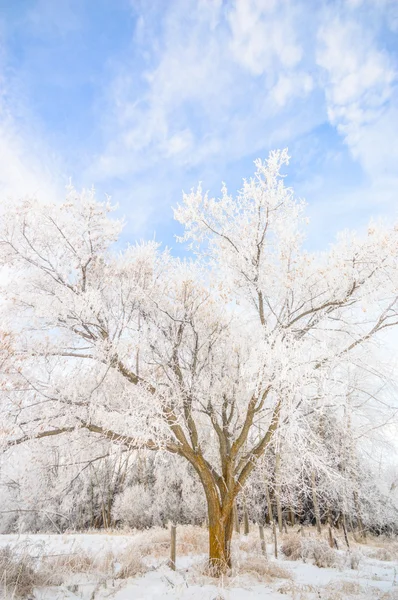 Beeld uit natuur-serie — Stockfoto