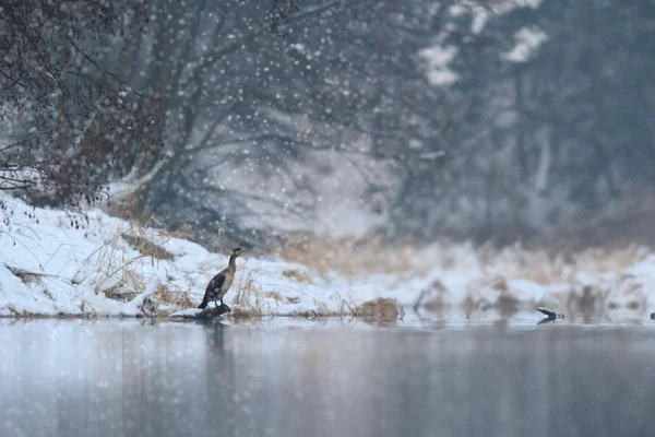 Immagine dalla serie natura — Foto Stock