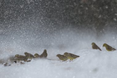 görüntü doğa serisi