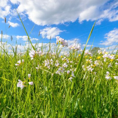 görüntü doğa serisi