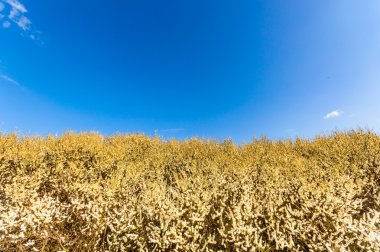 görüntü doğa serisi