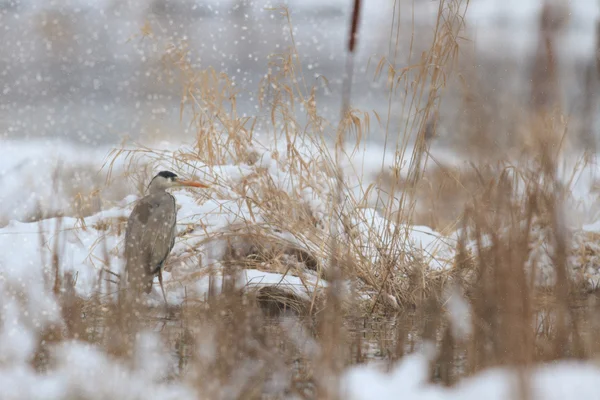 Obrázek ze série nature — Stock fotografie