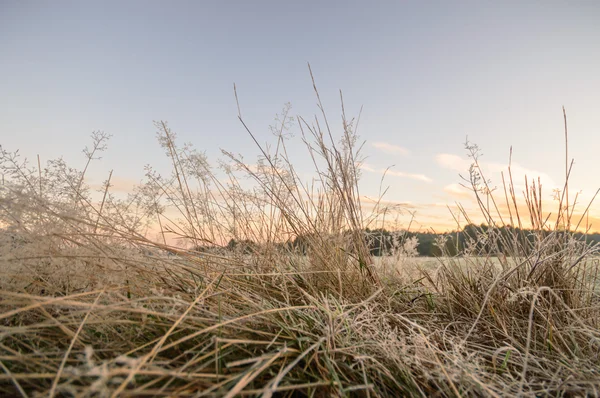 Bild från naturen-serien — Stockfoto