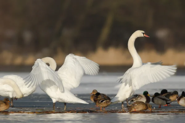 Obrázek ze série nature — Stock fotografie